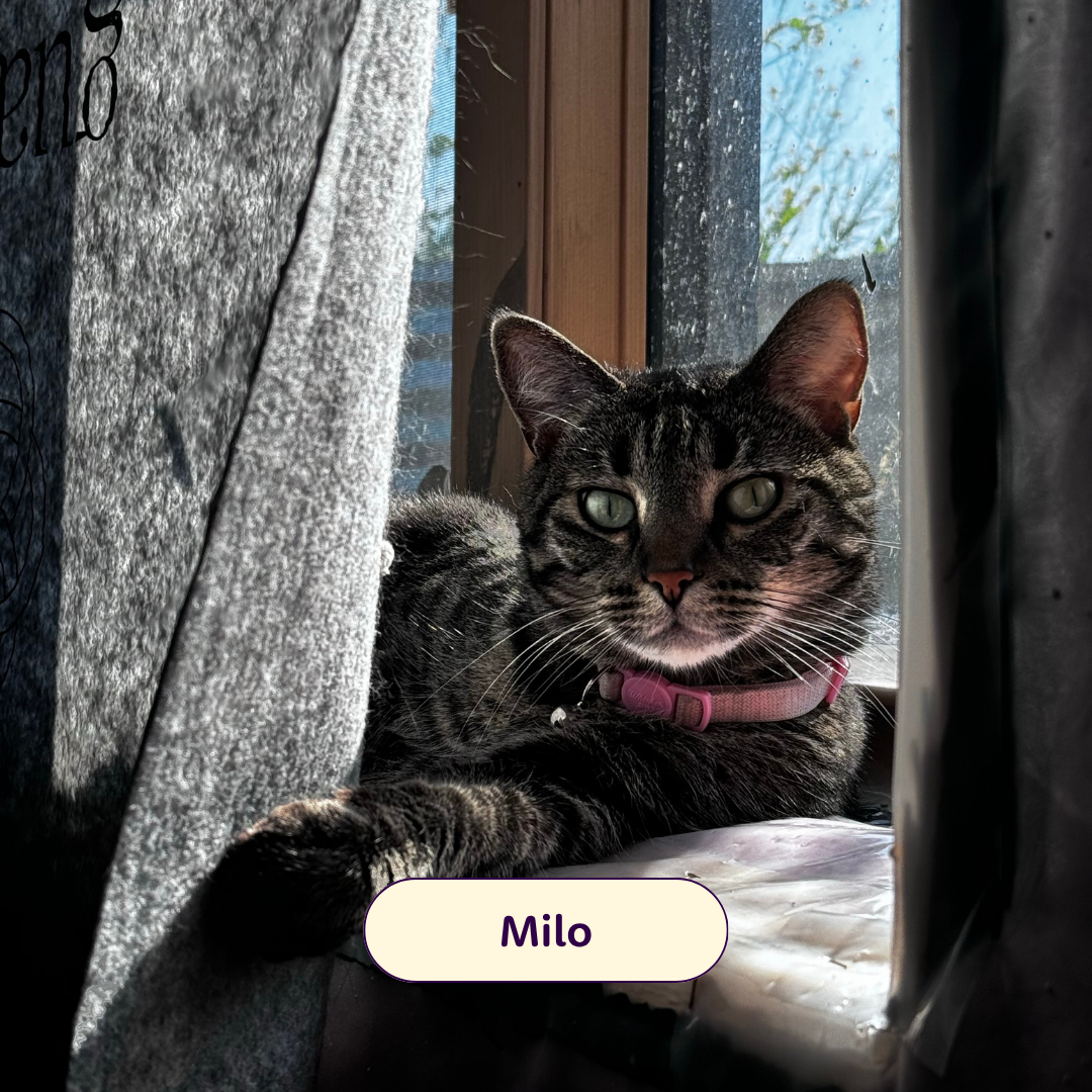 Milo - cat laying in a windowsill