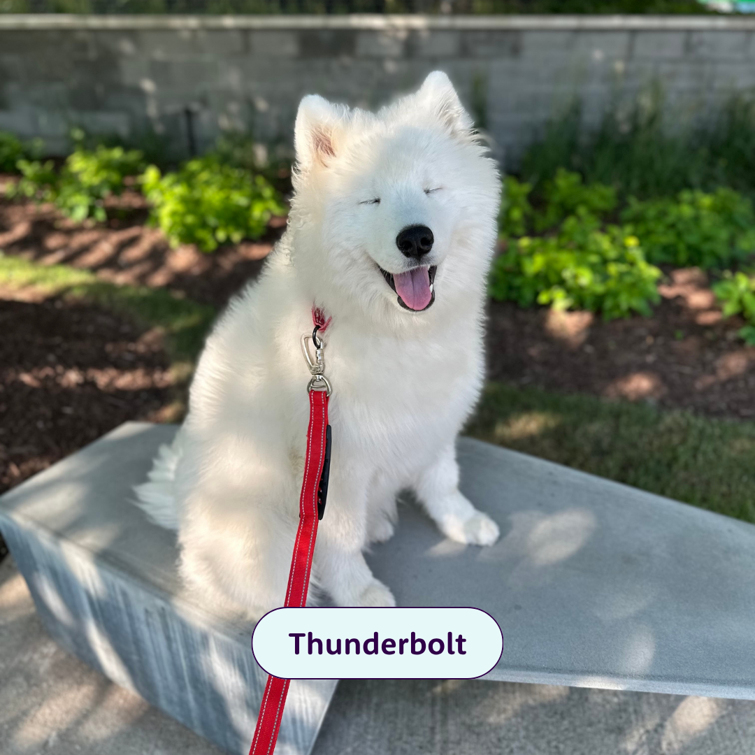 Thunderbolt - white dog sticking his tongue out