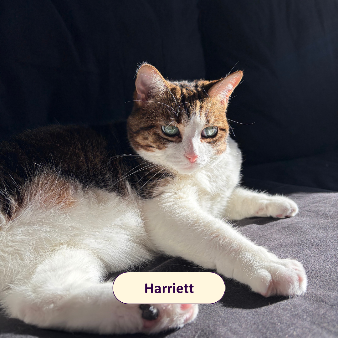 Harriett - tabby cat on a couch