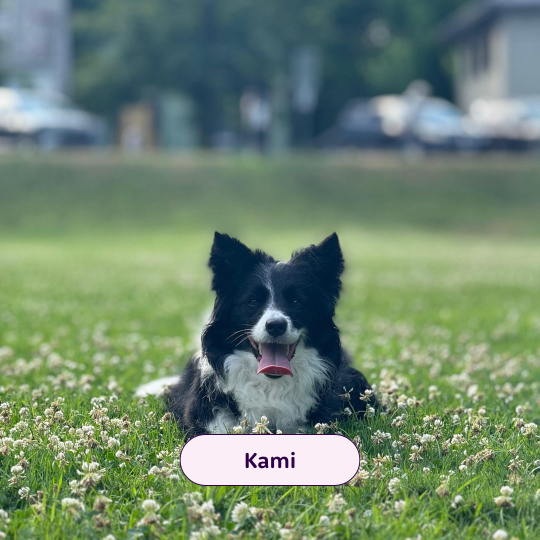 Kami - black and while collie dog in a field