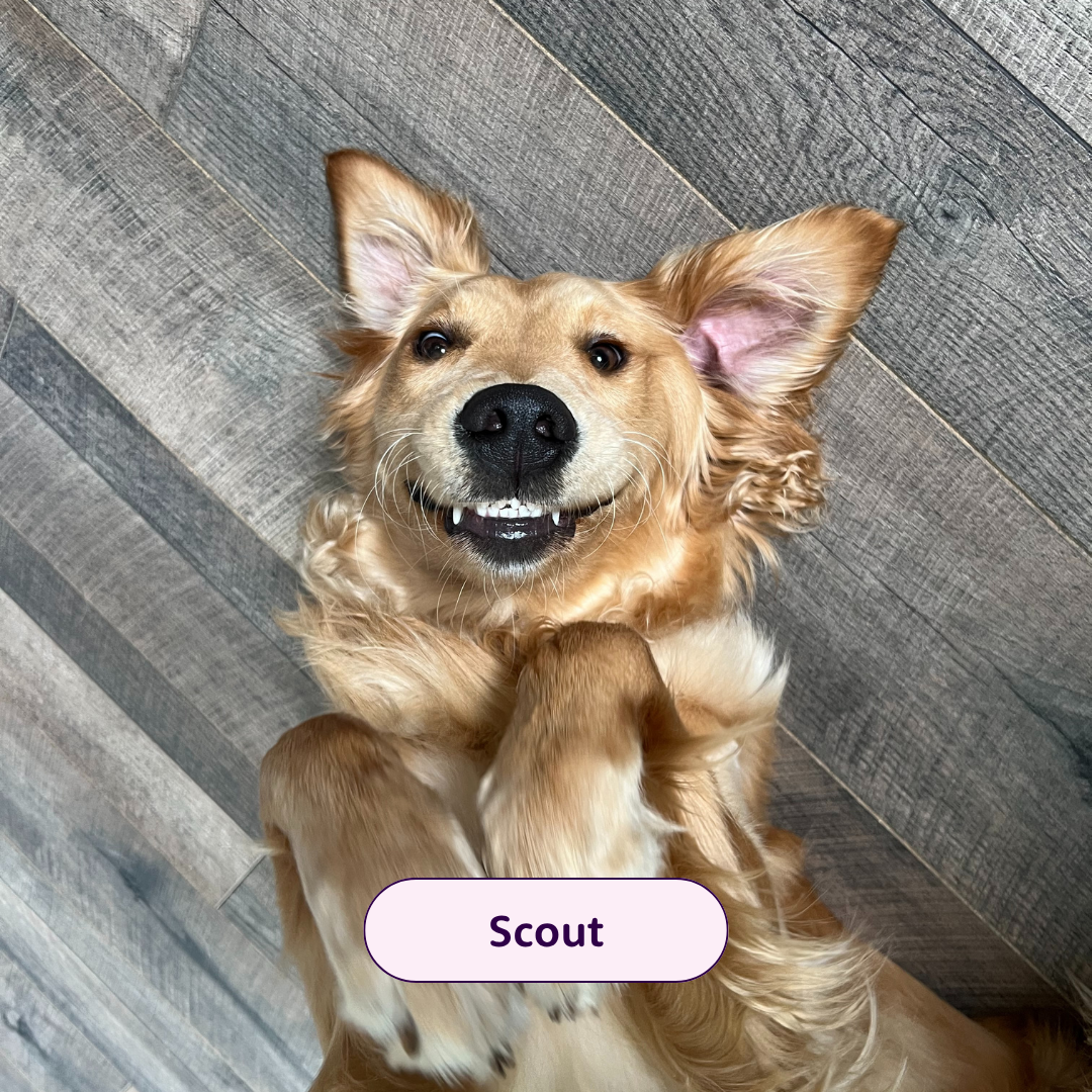 Scout - golden retriever laying on his back