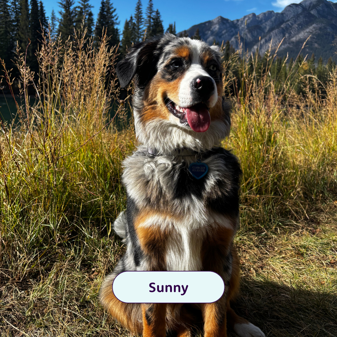 Sunny - Australian shepherd dog in a field