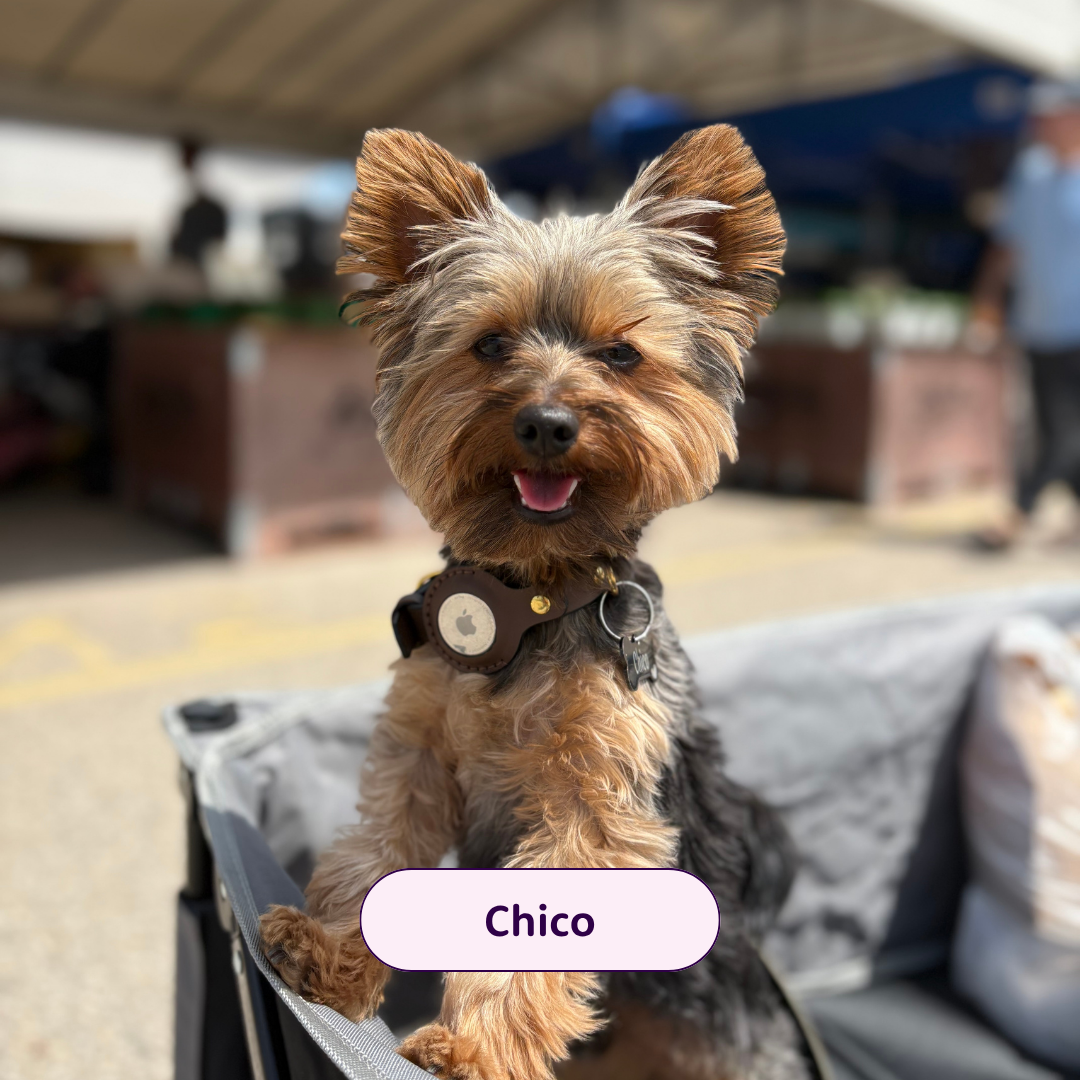 Chico - small dog in a wagon