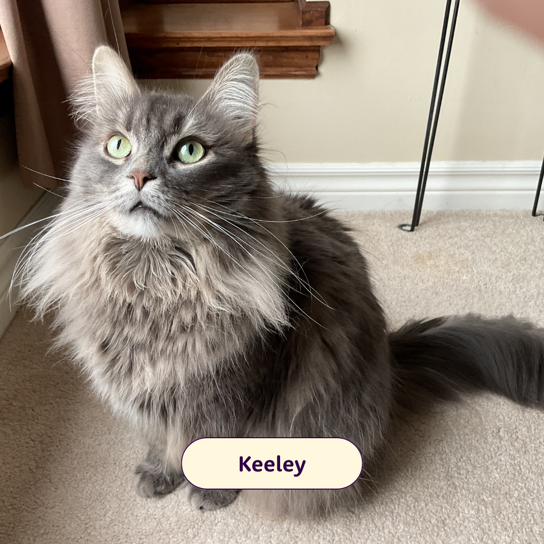 Keeley - furry grey cat