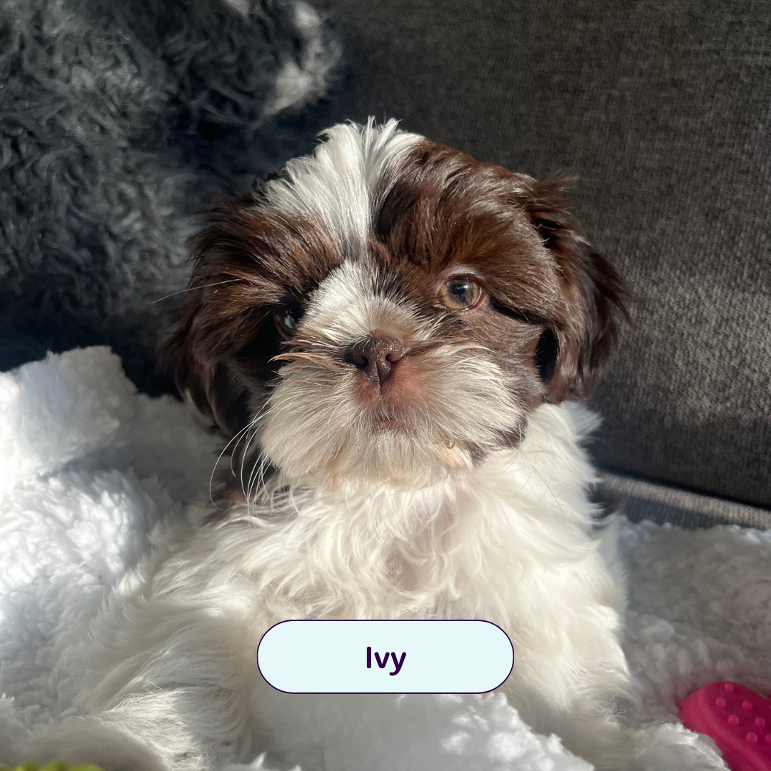 Ivy - small brown and white dog
