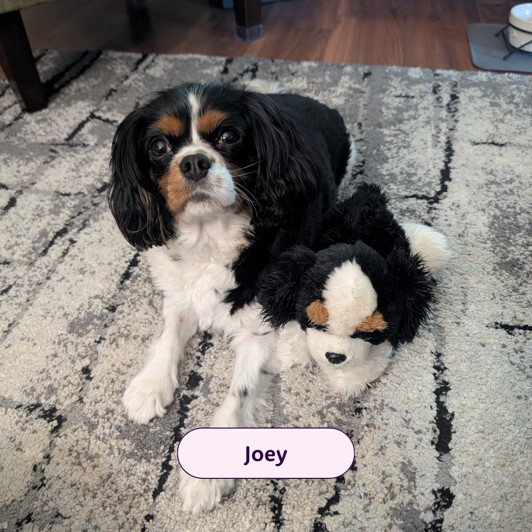 Joey - King Cavalier dog 