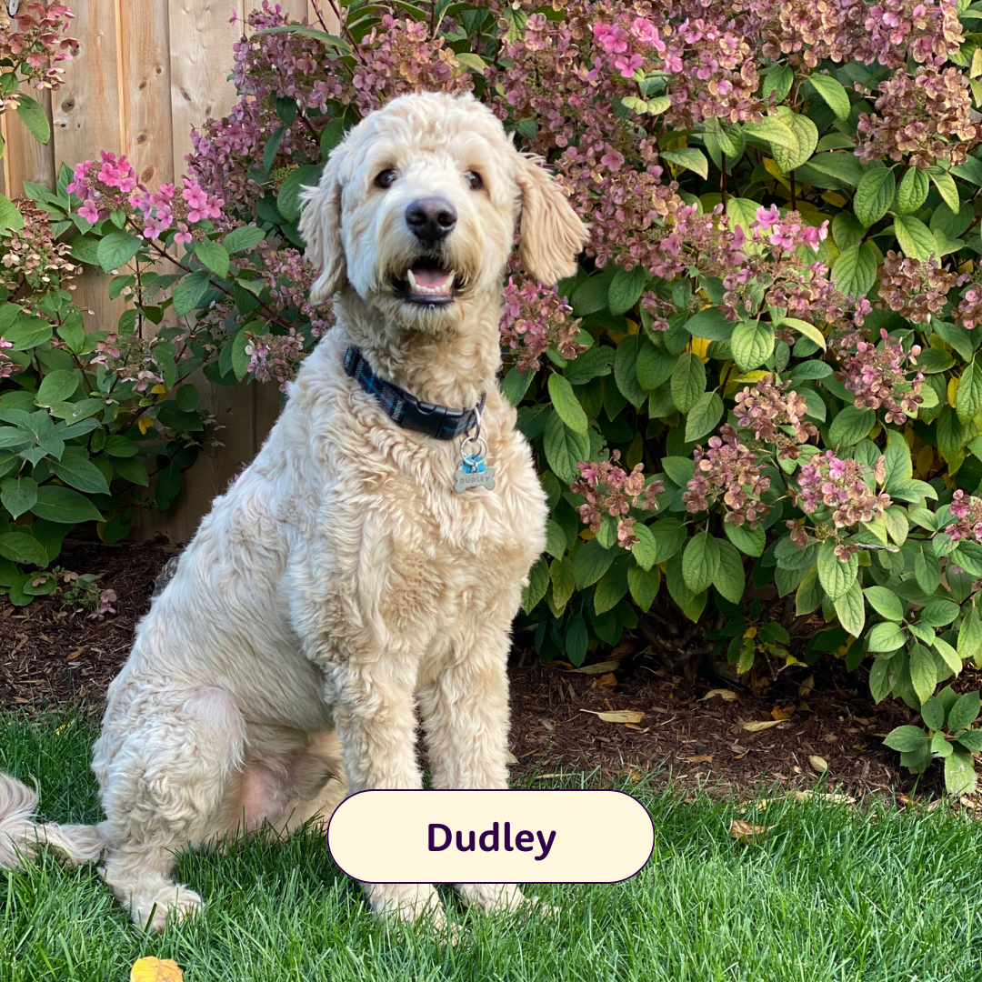Dudley - light doodle dog on grass