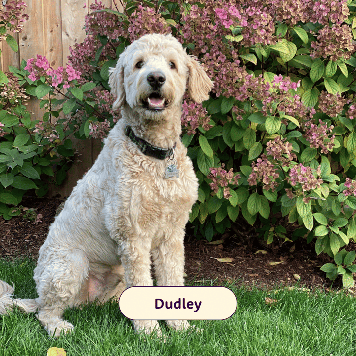 Dudley, Furkin Member