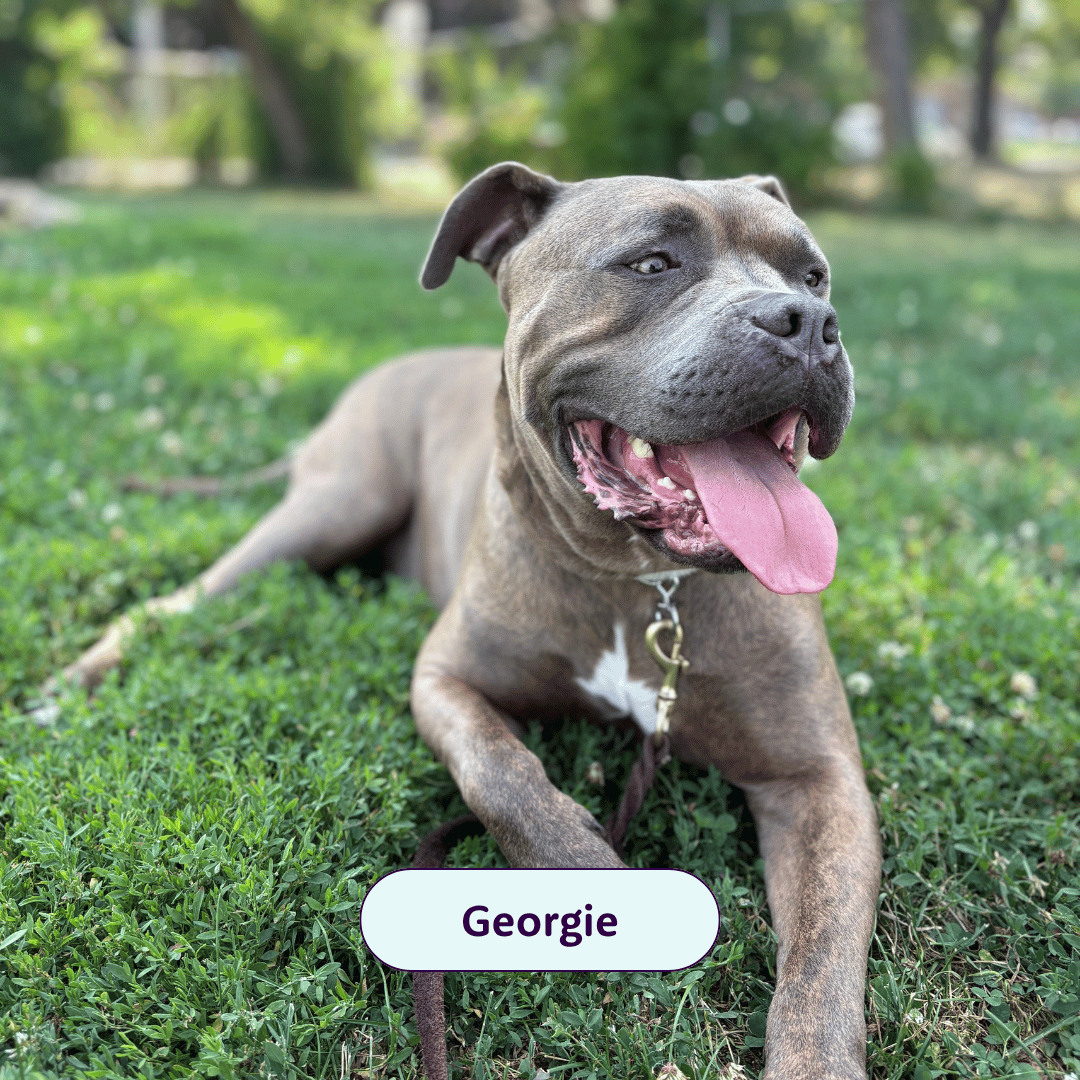 Georgie - american bully laying in grass