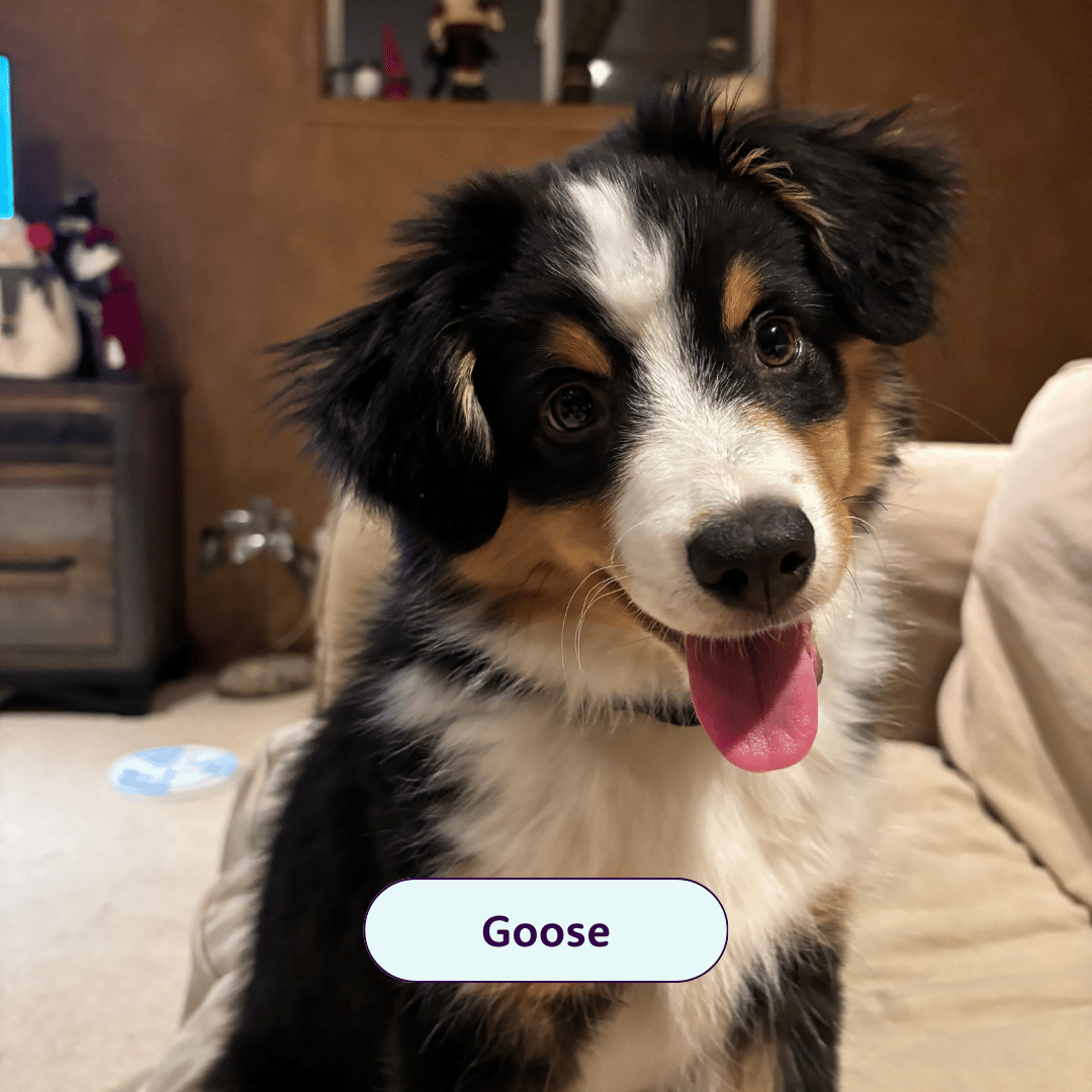 Goose - Australian shepherd puppy with his tongue out
