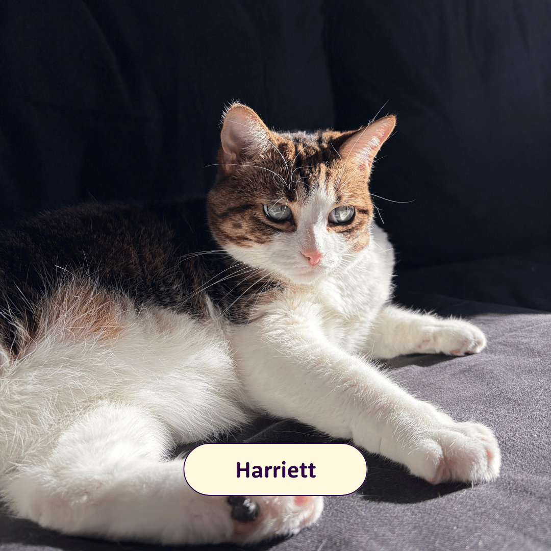 Harriett - tabby cat on a couch