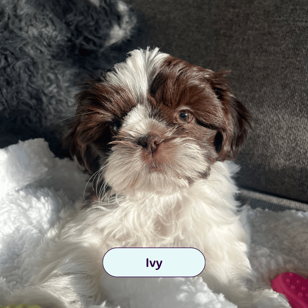 Ivy - small brown and white fuzzy dog