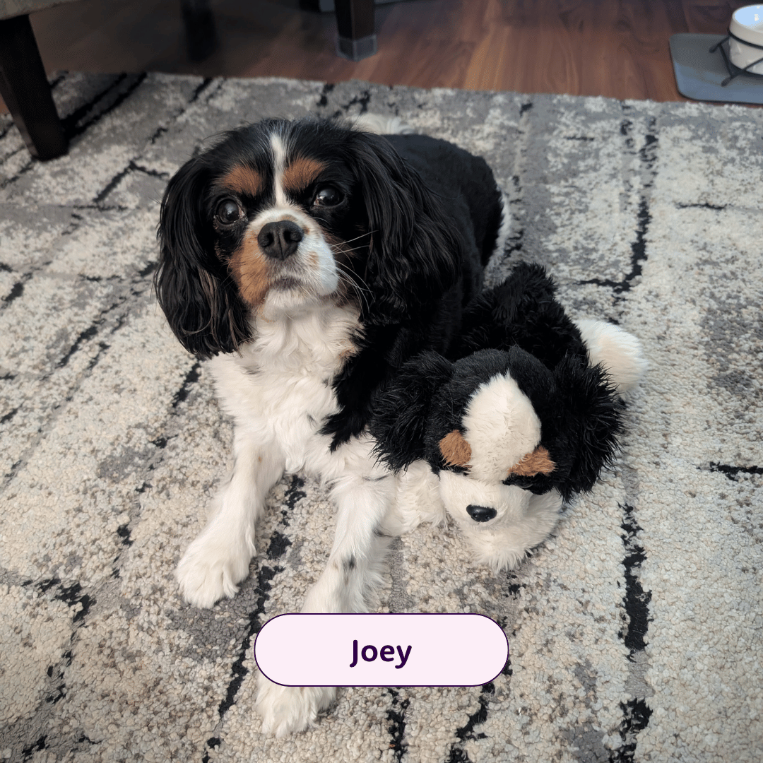 Joey - King Cavalier dog sitting with a stuffed toy