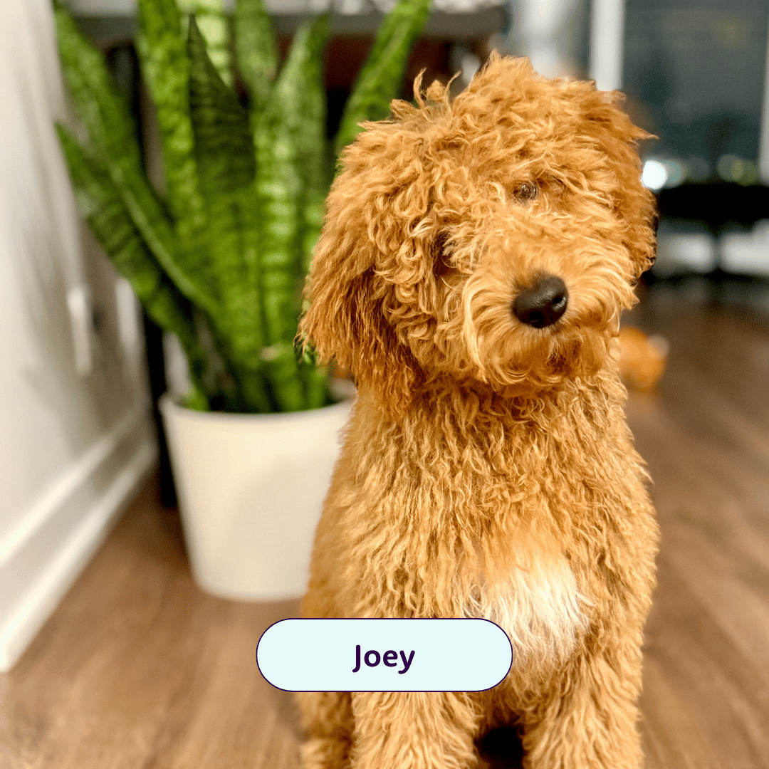 Joey - orange doodle dog sitting