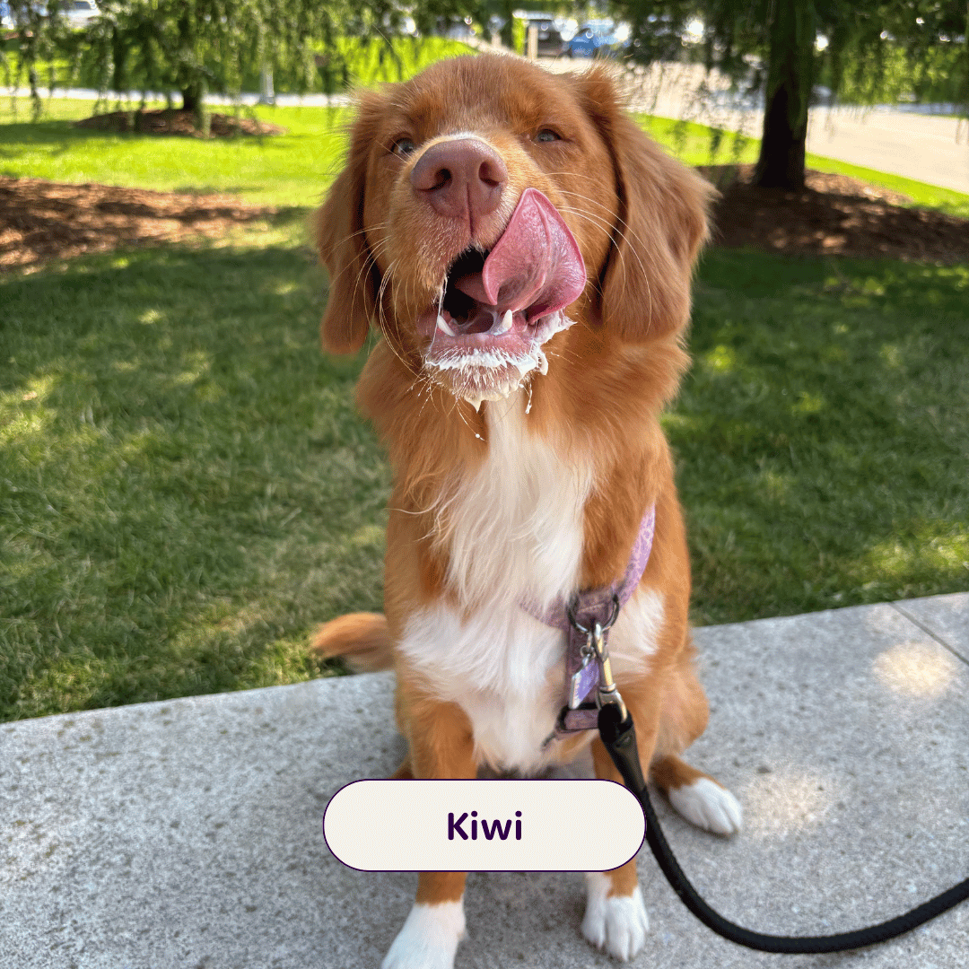Kiwi - duck toller dog with his tongue out