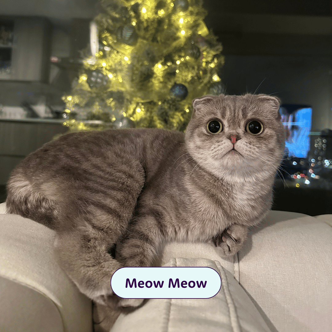 Meow Meow - scottish fold cat on a couch