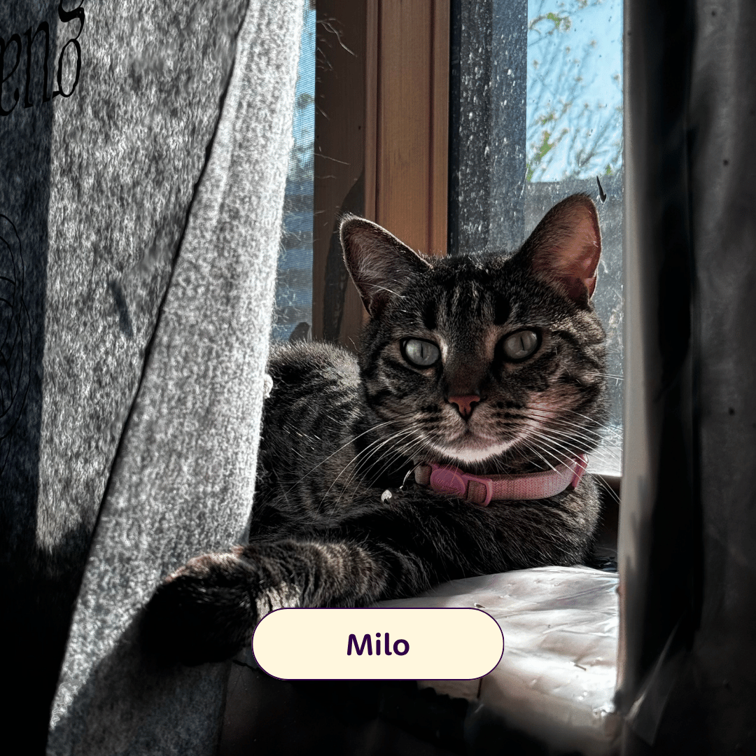 Milo - cat laying on a windowsill with a pink collar