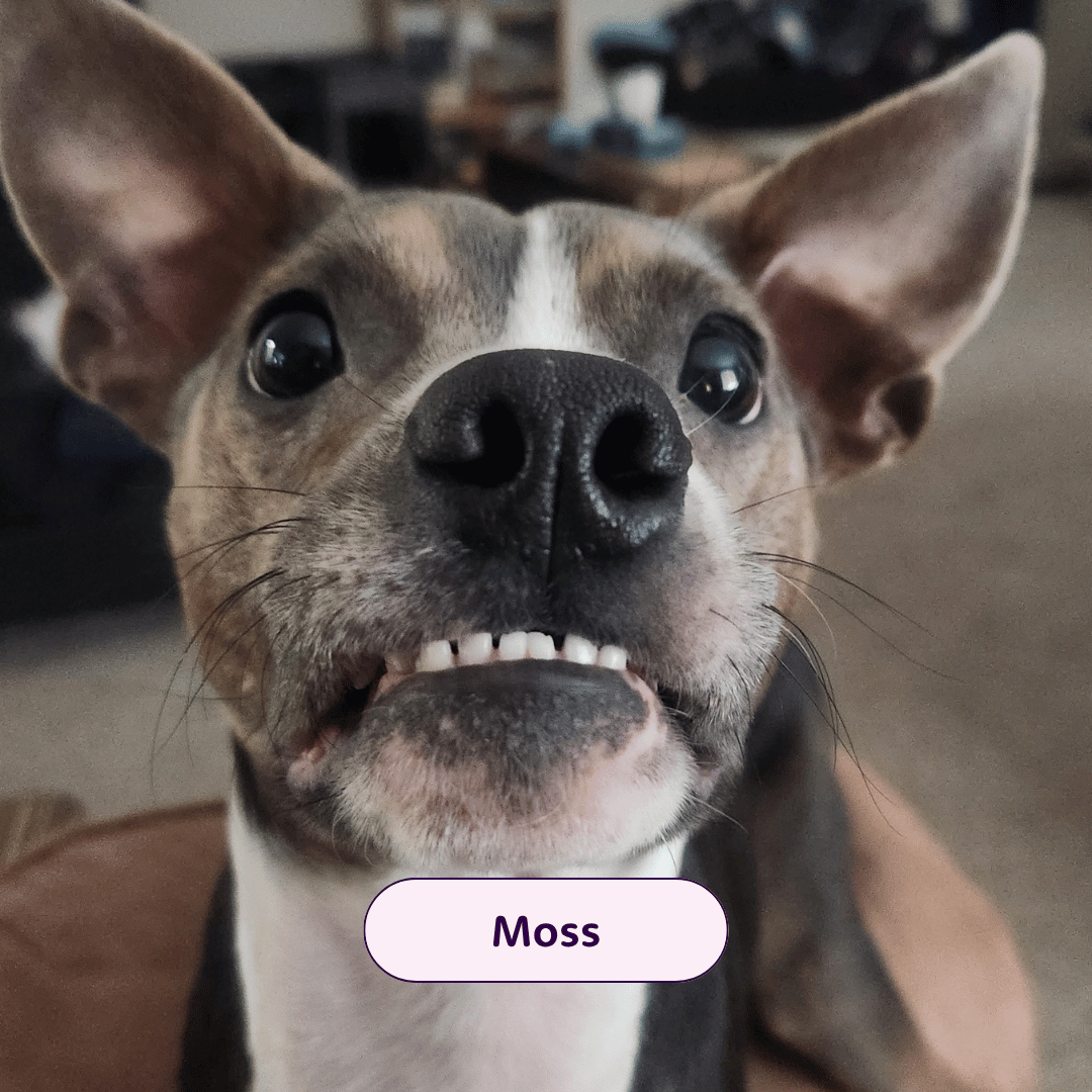 Moss - dog with pointy ears looking at the camera