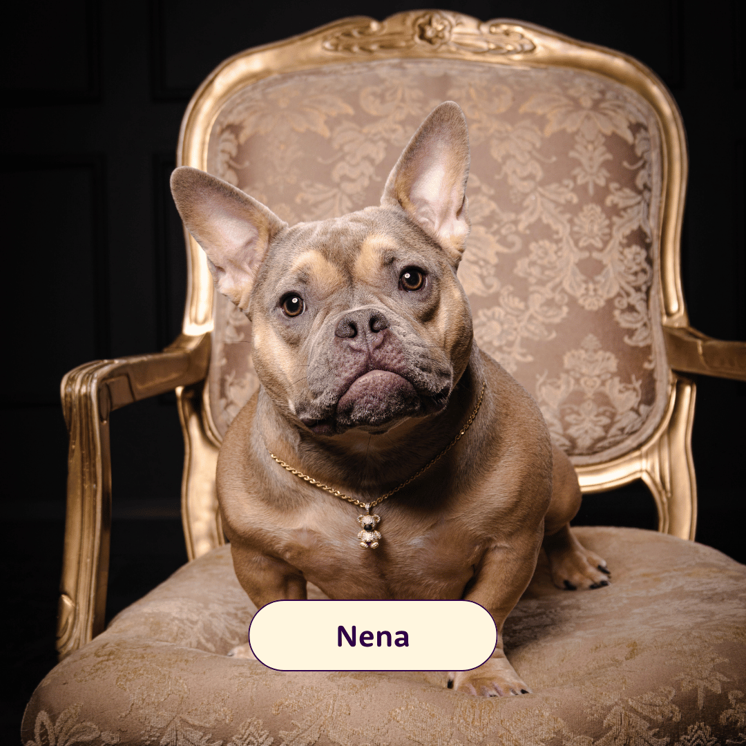 Nena - light brown bulldog sitting in a chair