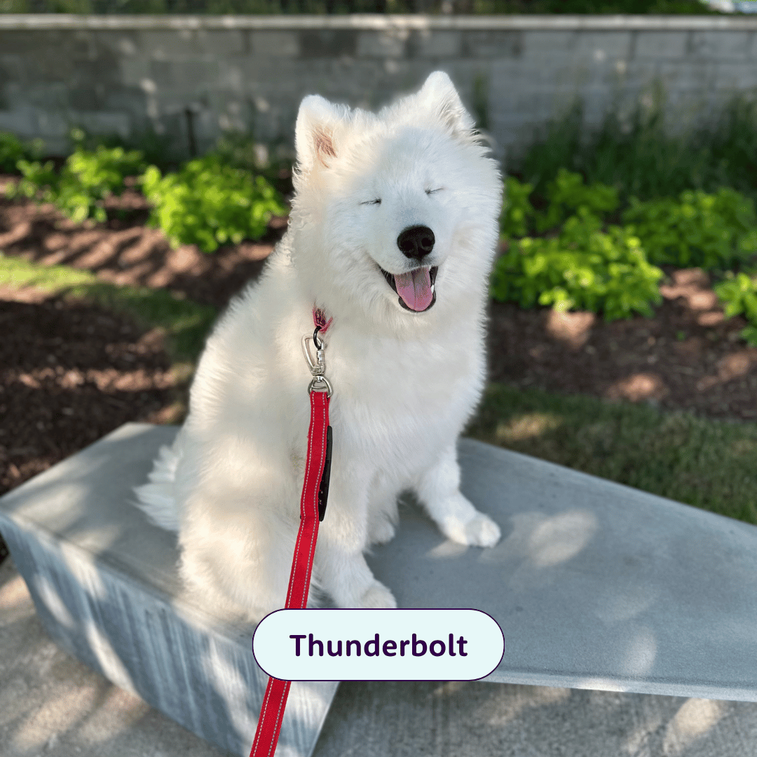 Thunderbolt - white furry dog sticking his tongue out with his eyes closed