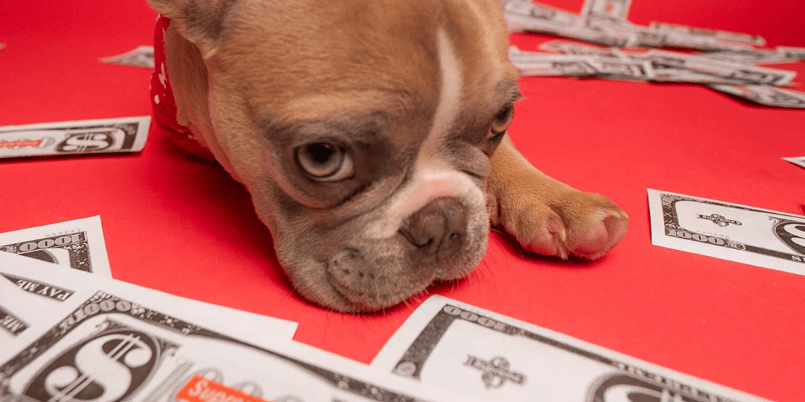 Frenchie puppy laying down on fake dollar bills