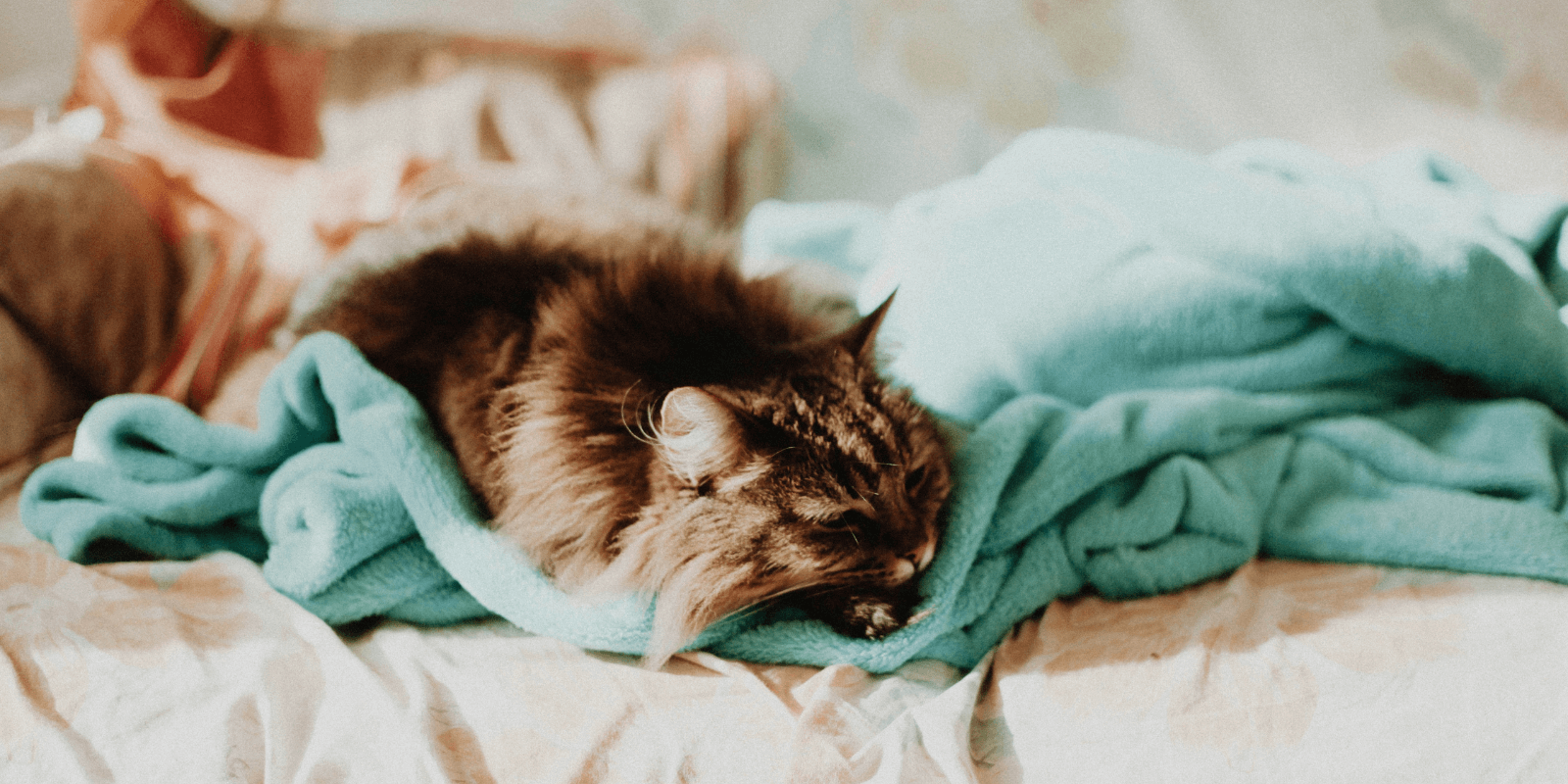 Brown long-haired cat laying on a blue blanket on a bed