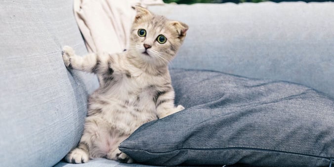 Cat lying on couch looking confused