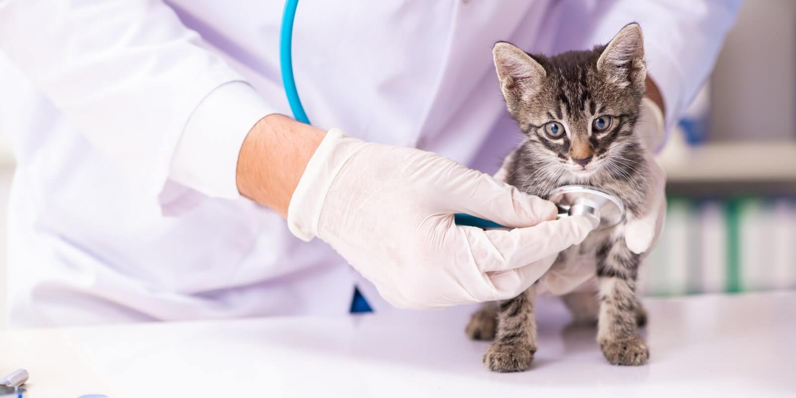 Kitten at vet getting annual wellness exam