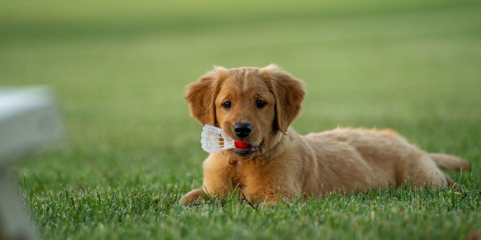 Golden Retriever puppy with toy in mouth 