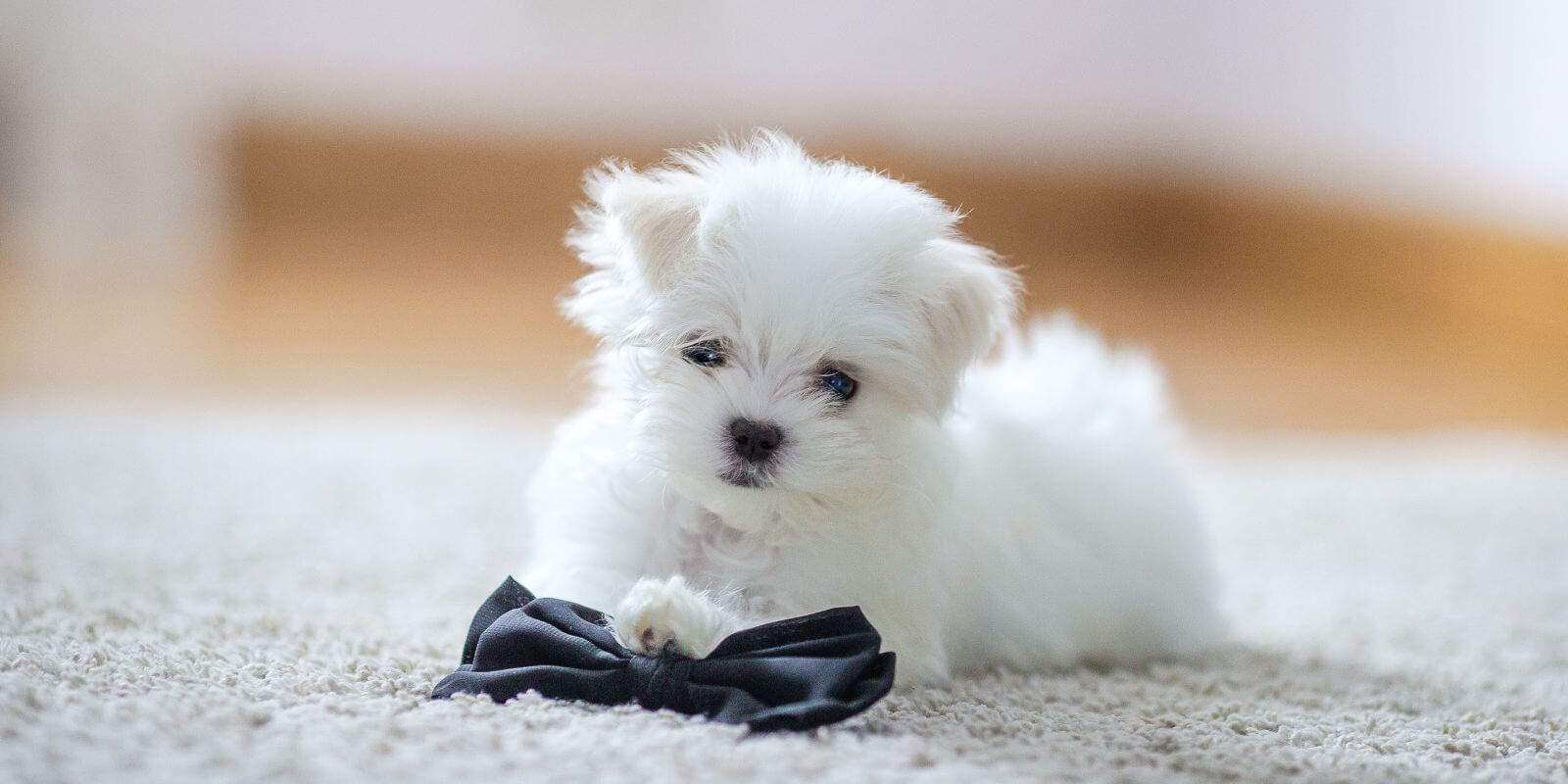 Baby Dog Breeds For Apartment Living With Kids preview