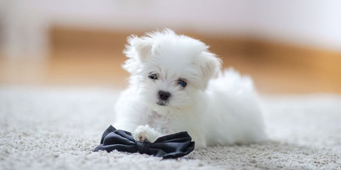 Maltese puppy lying on floor mat in apartment with black bow tie 