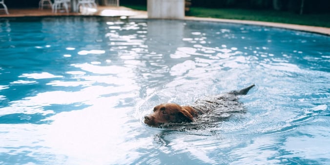 Dog swimming in pool water