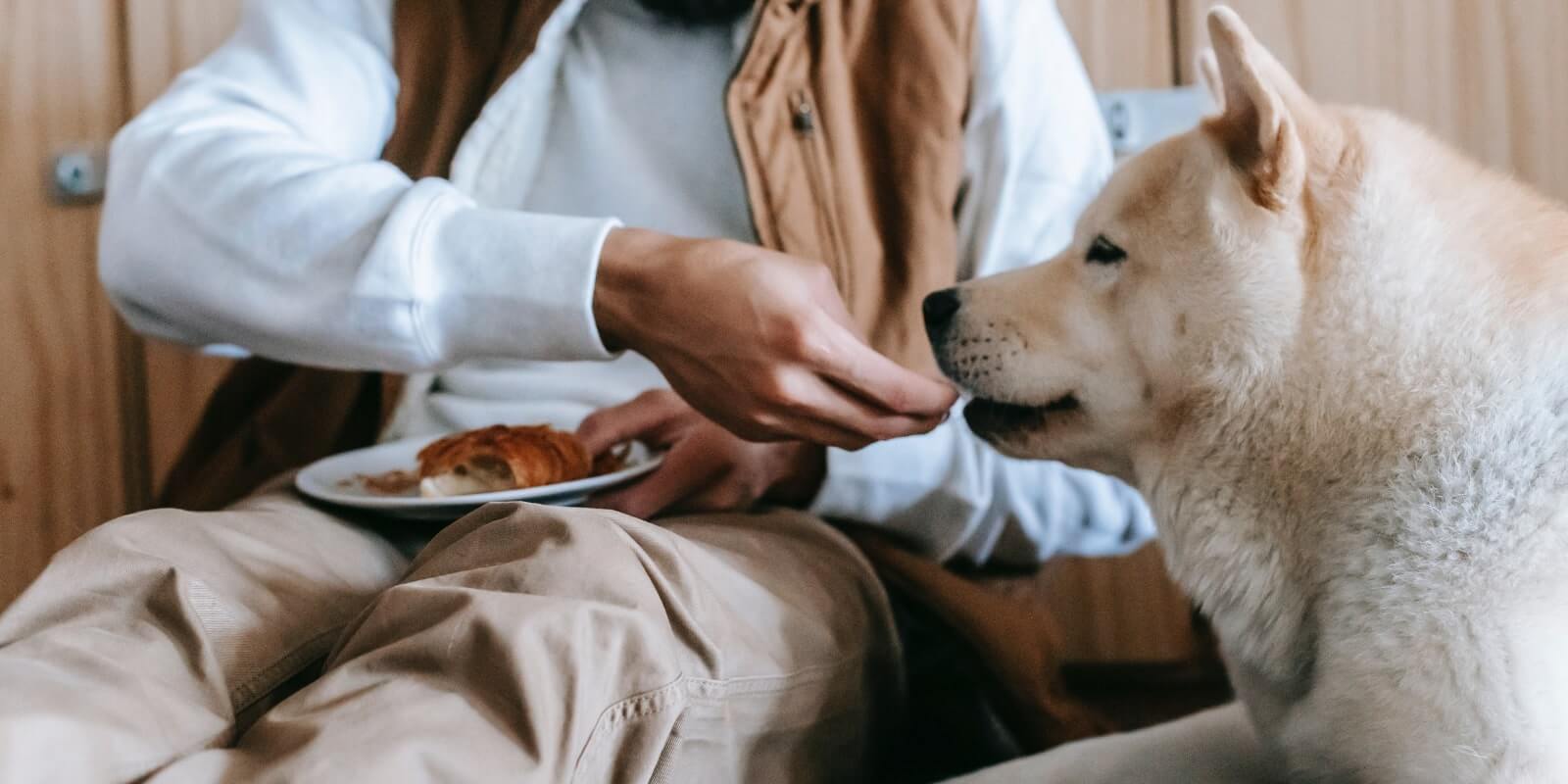 A White Dog Being Fed From A Plate Of A Dessert Dish