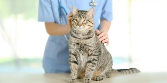 Vet giving cat a checkup