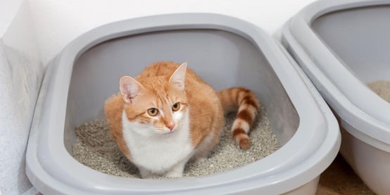 Cat in grey litter box with another litter box besides it