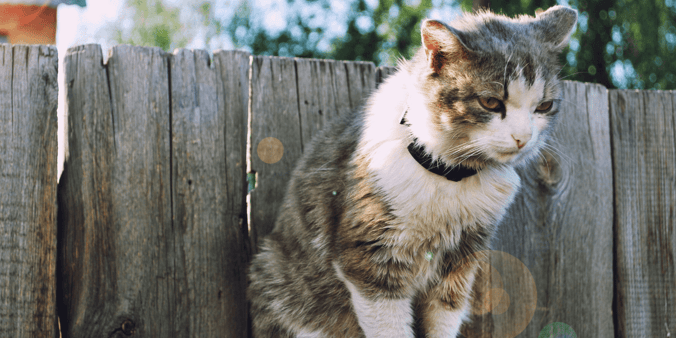 Long-haired white and brown cat sitting on a wooden fence post