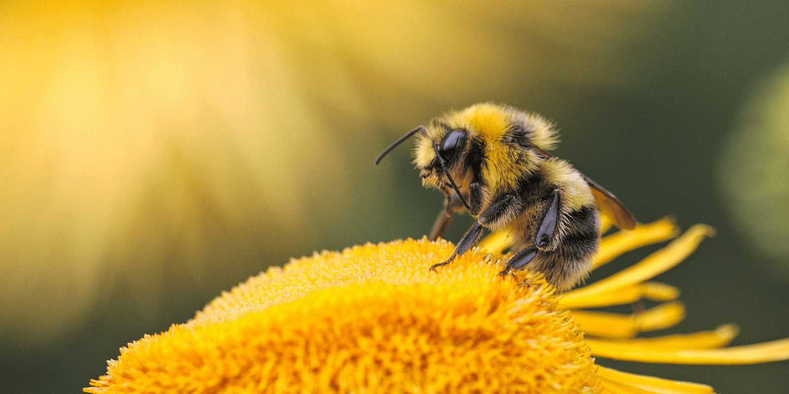 Close up photo of a bumble bee resting on a yellow flower
