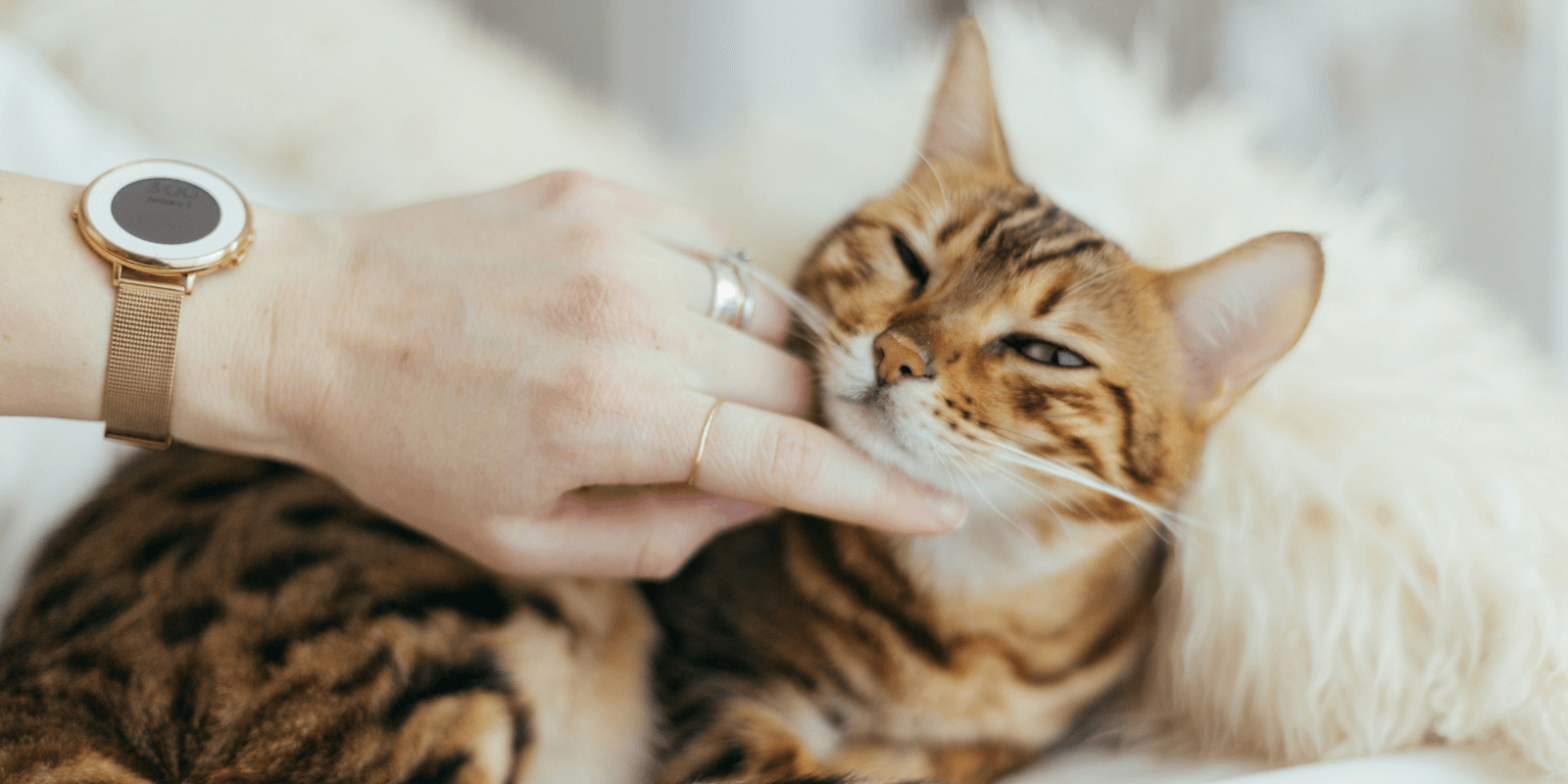 Human hand petting under the chin of a brown and black cat