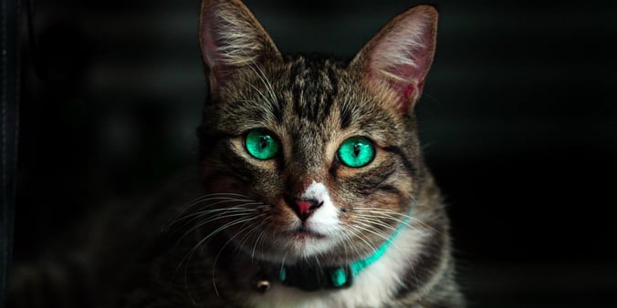 Brown and White Cat with Big Blue Eyes