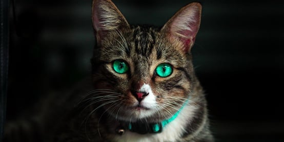 Cat with bright green eyes laying down