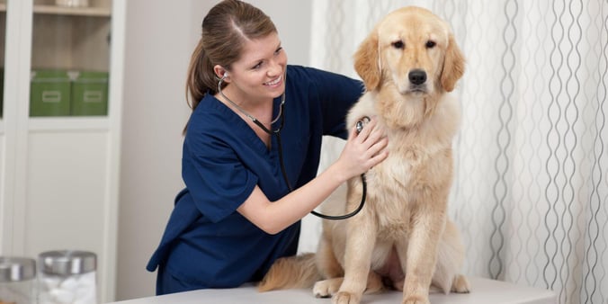 Women vet giving yellow retriever a check-up