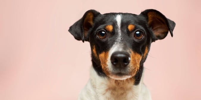 Medium Sized Dog Staring Directly Into The Camera