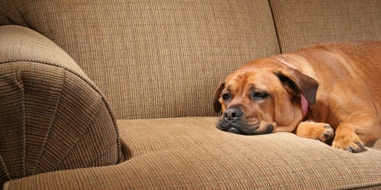 Dog lying on couch with upset stomach