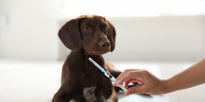 brown dog lying dog looking at vaccine