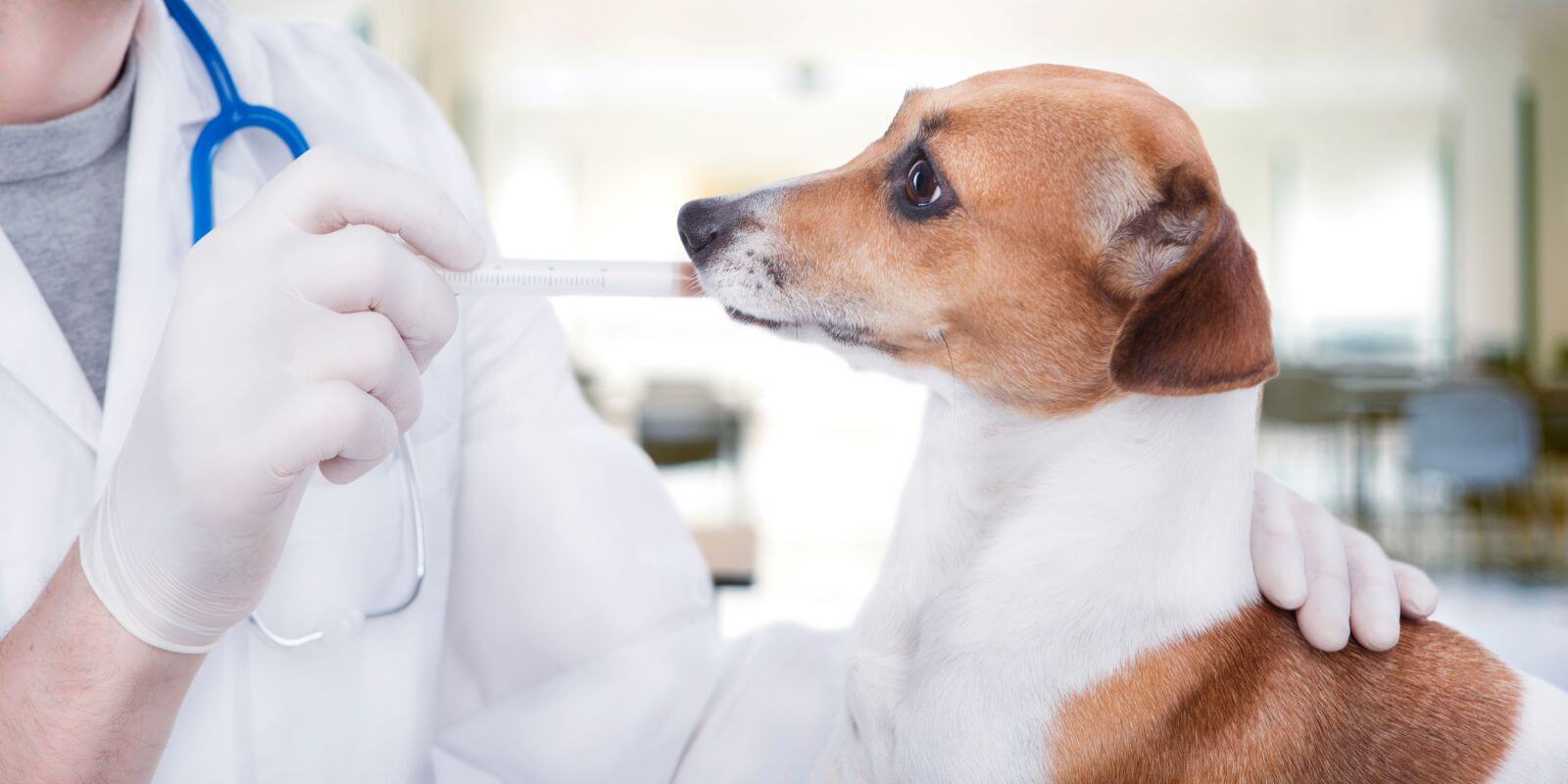 vet giving dog oral vaccination for kennel cough