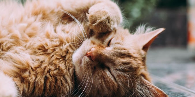 Orange Persian cat laying down with paw over face
