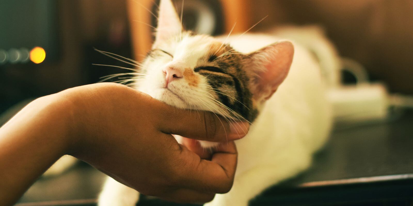 Person scratching under the chin of a white and brown cat