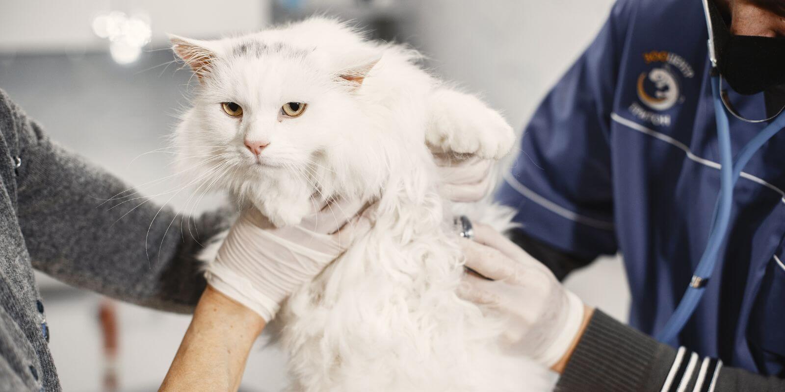 Person holding a white Persian cat that’s being inspected by a veterinarian