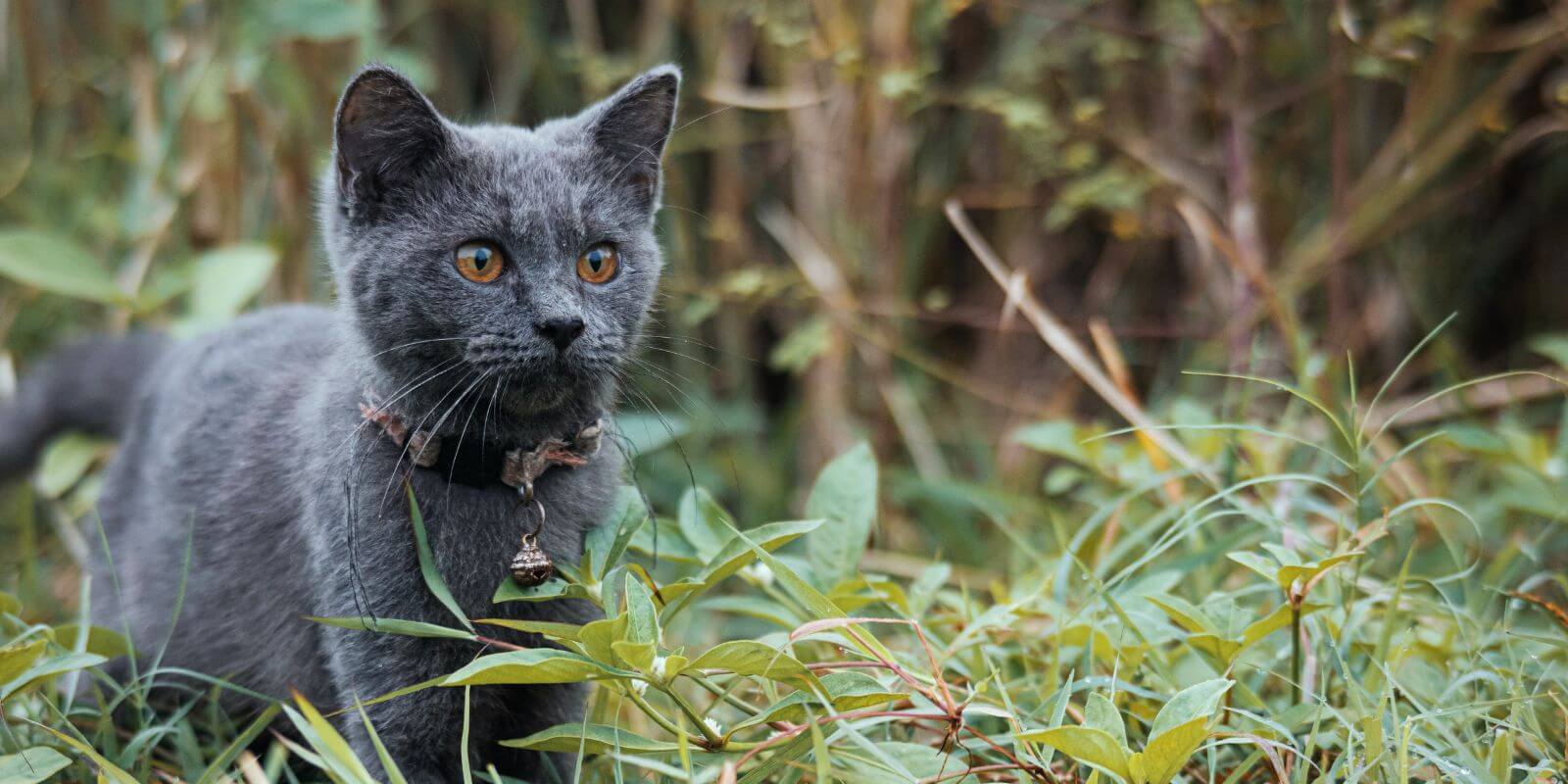 Dark grey kitten looking alert in the grass