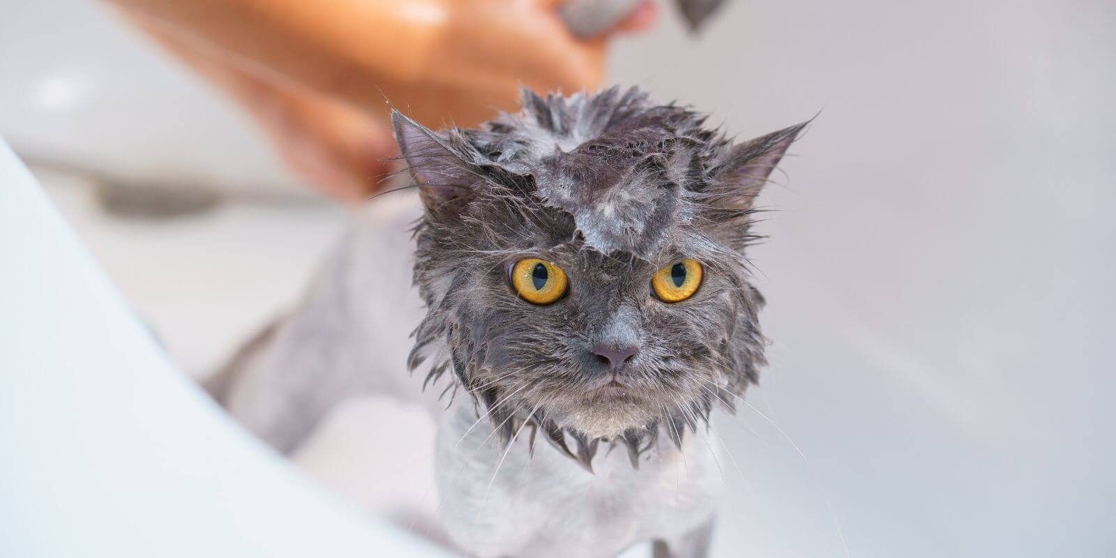 Grumpy grey cat getting a bath